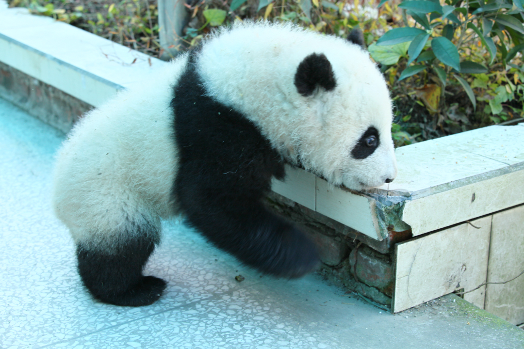 Giant Panda: Tian Bao im Portrait