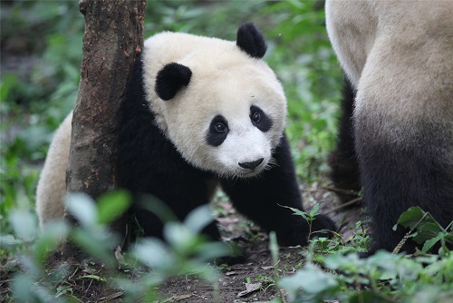 Neues über Tian Bao