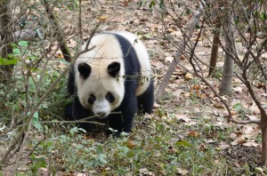 Panda_1