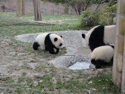 Chengdu Panda Base – Teil III