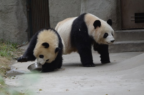 Chengdu Panda Base – Teil II