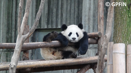 Chengdu Panda Base Exkursion 2014
