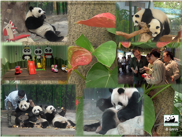 Chimelong Pandas1