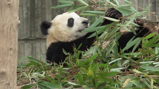 Exkursion 2015 – Chengdu Panda Base