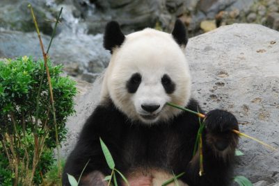 Kommentar: Über die jüngste IUCN Neueinstufung des Status der Großen Pandas