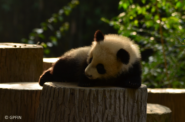 Fünfte Etappe: Chengdu Panda Base