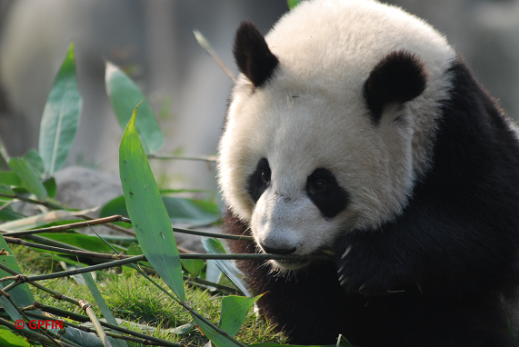 Giant Panda Nationalpark : Sichuan, Shaanxi und Gansu