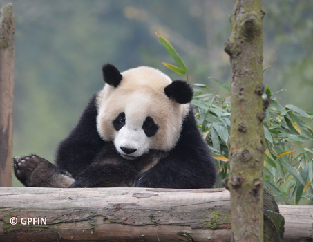 News: Wolong Panda Club wird WAPGPC