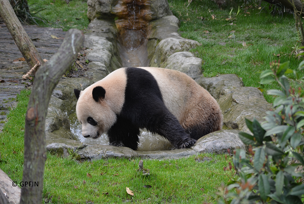 China Exkursion 2018 – Panda Valley Dujiangyan