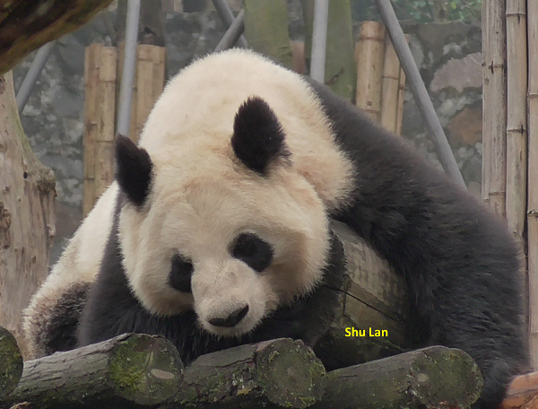 China Exkursion 2018 – Dujiangyan Panda Base