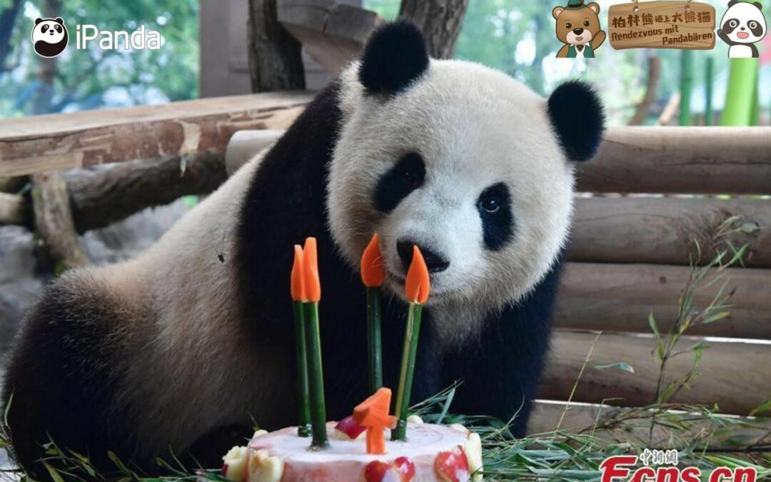 Panda Star feiert 9-jährigen Geburtstag im Berliner Zoo