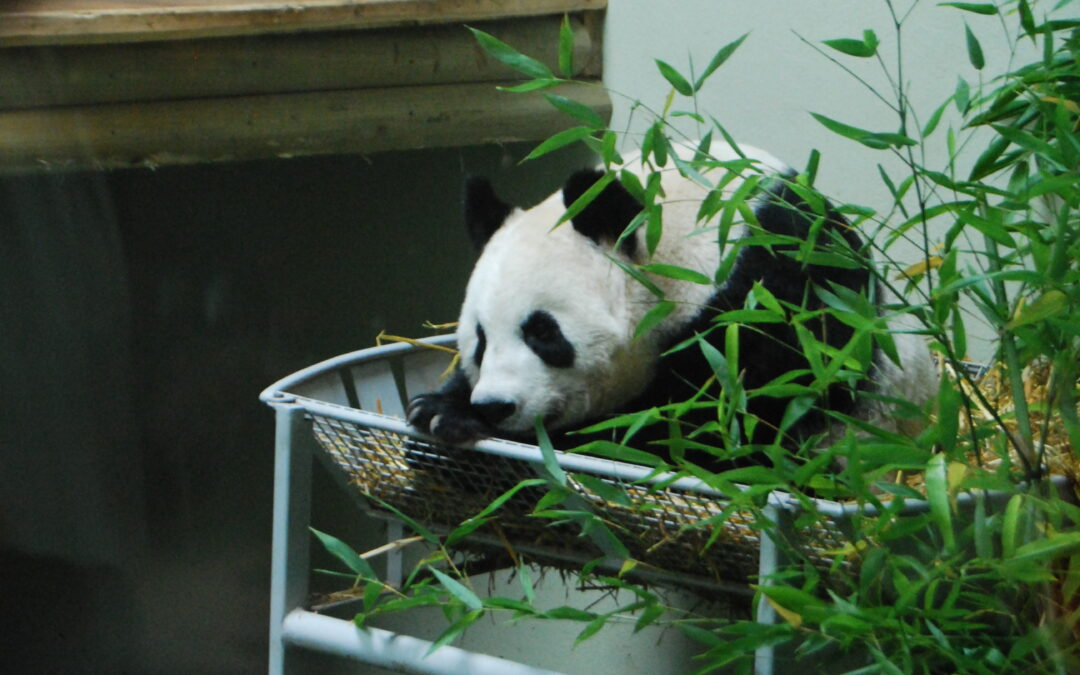 Die Pandas vom Zoo Edinburgh zurück nach China